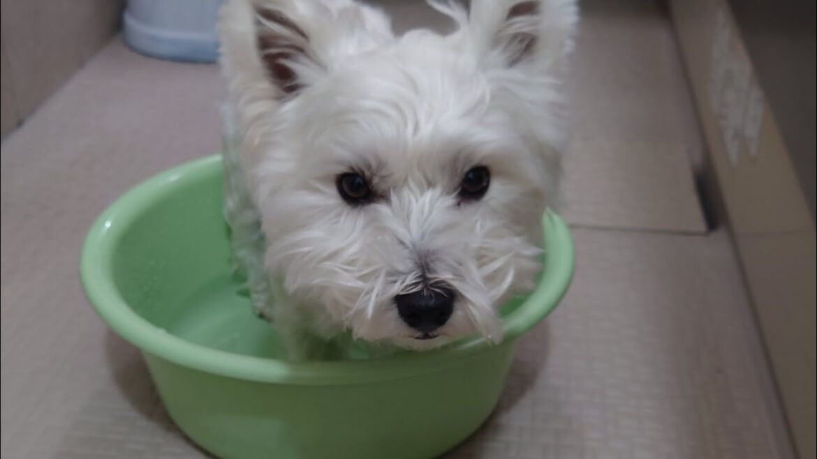 湯加減にこだわりのあるウエスティ犬の足湯 湯加減にこだわりのあるウエスティ犬の足湯