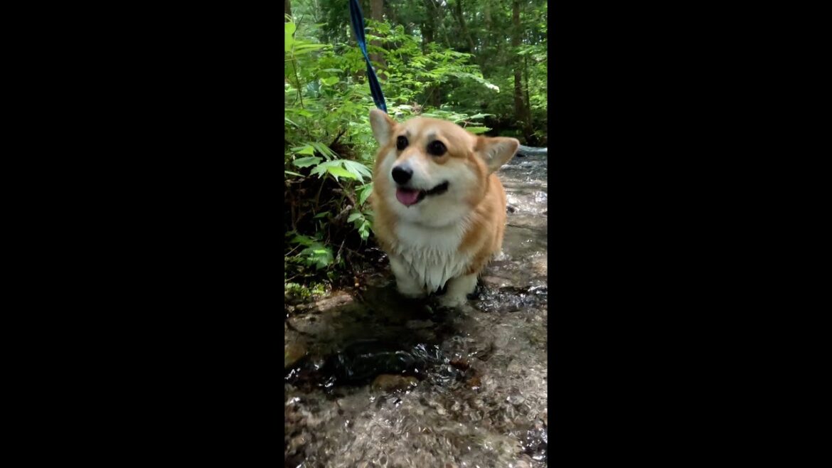 小川を歩くコーギー / Corgi walking in the stream #コーギー #corgi #サクラ