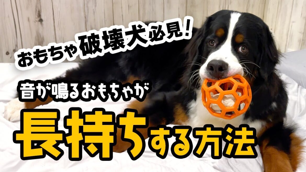 おもちゃ破壊犬必見👀 音が鳴るおもちゃが長持ちする方法【0歳11ヶ月バーニーズ】