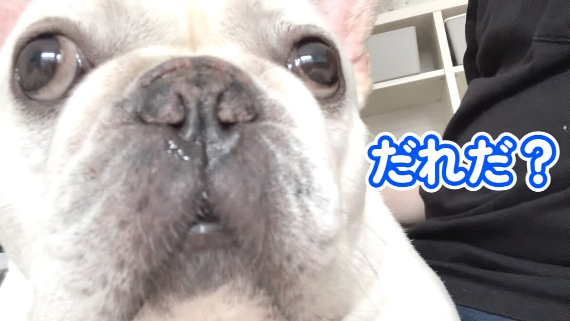 自分を犬だと思ってないおじさん【フレンチブルドッグ frenchbulldog】