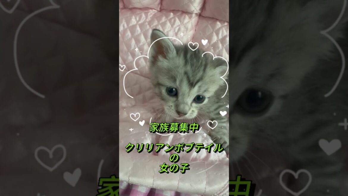 【家族募集中】クリリアンボブテイル の女の子🐈‍⬛🥰❤️従順なネコ種 #cat #かわいい子猫を毎日紹介しています #cuteanimal #cute #珍しいネコ@kichifrost