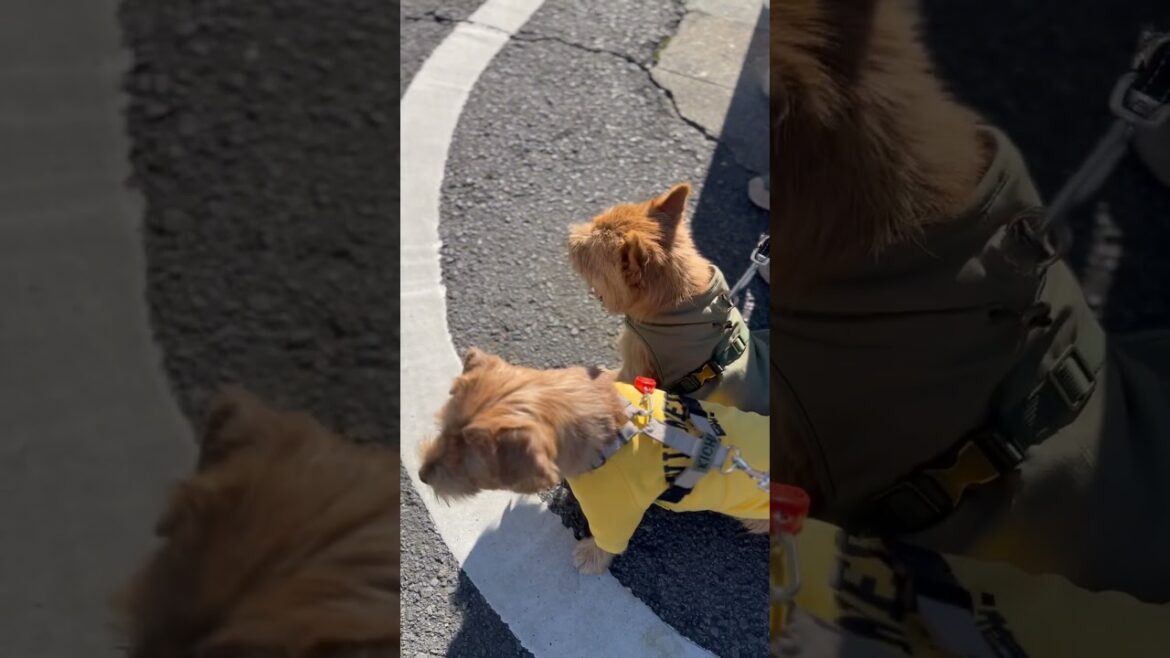 【楽しいお散歩】#shorts #dog #norfolkterrier #cutedog #kichi #norwichterrier #nuts #キチナッツ #terrier #friends