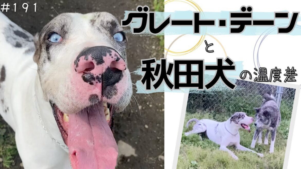 【グレートデーン】秋田犬と遊ぶと必ず温度差が生まれます。