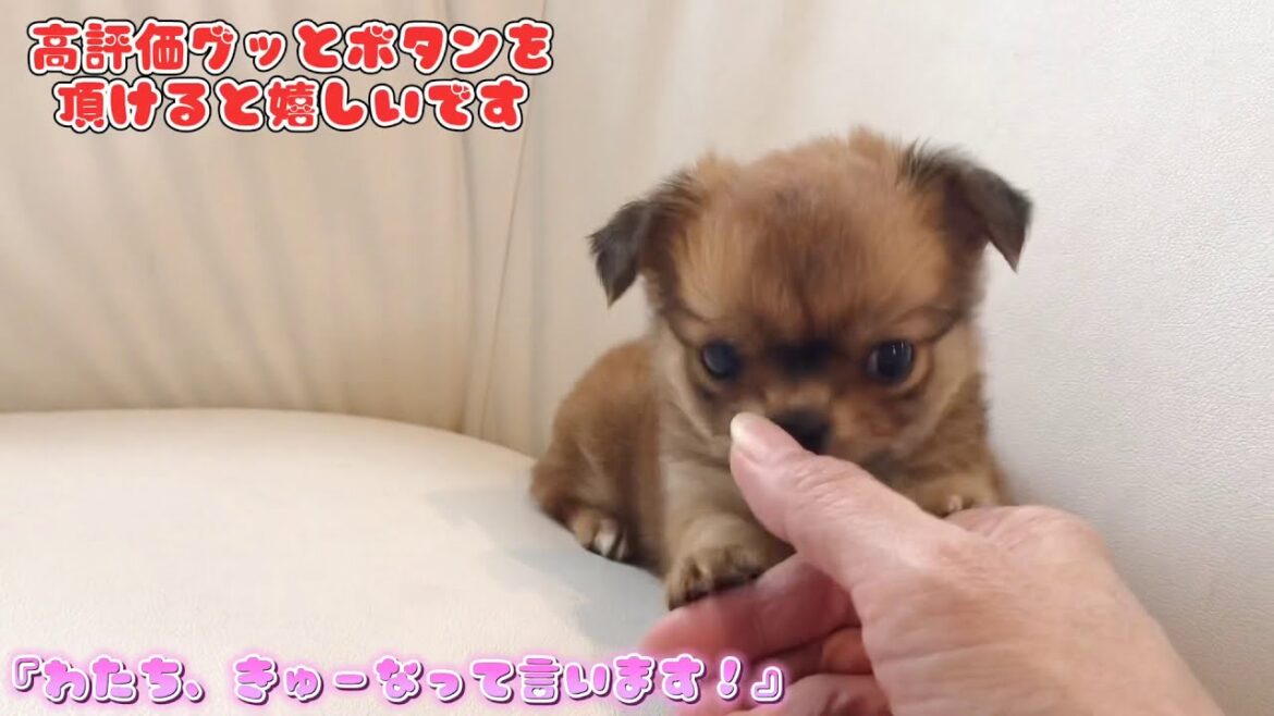 【ロングコートチワワ】『わたち、きゅーなって言います』