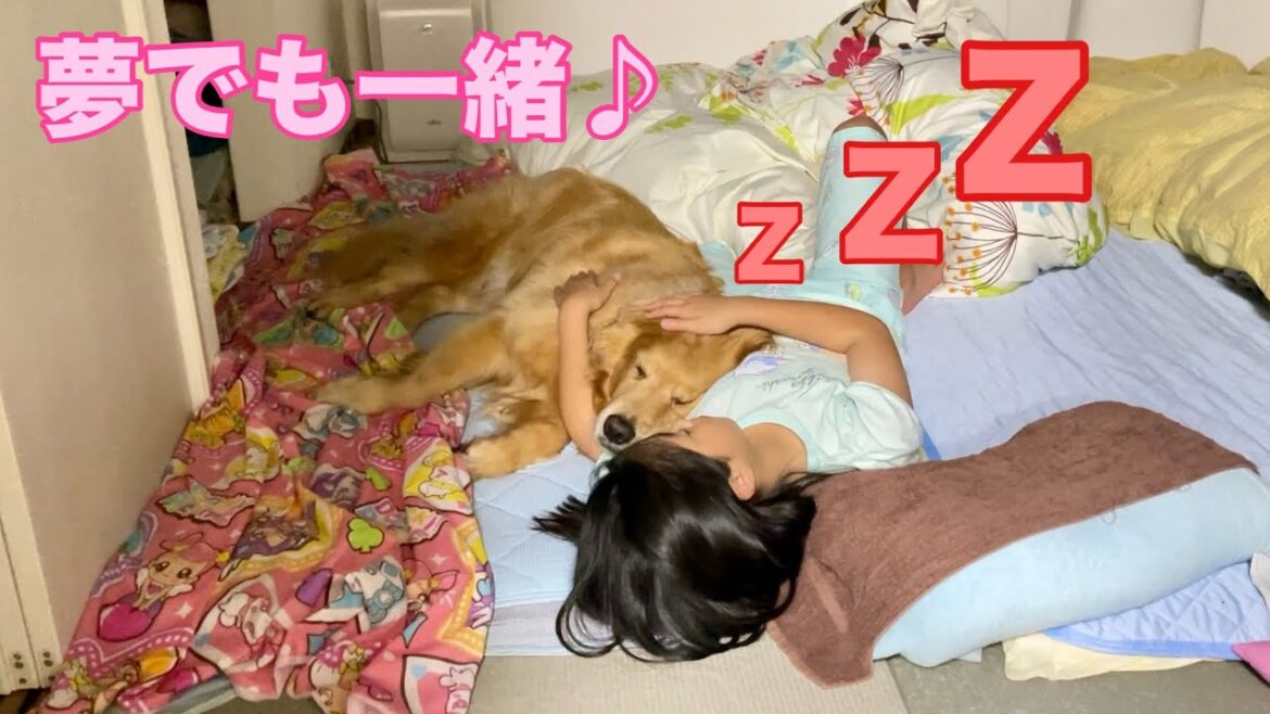 どこまでも2人一緒に居たい愛犬と娘【ゴールデンレトリバーとミニチュアダックスフンド】