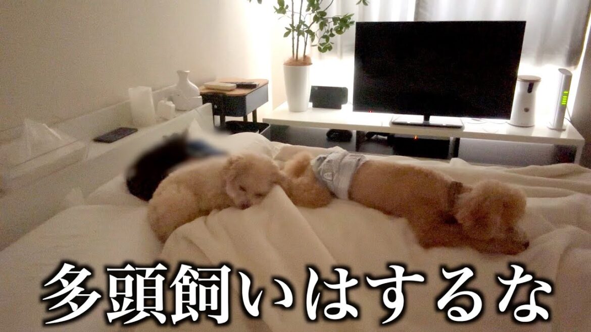 一人暮らし男子がトイプードル2匹を飼うと寝れなくなったw 一人暮らし男子がトイプードル2匹を飼うと寝れなくなったw