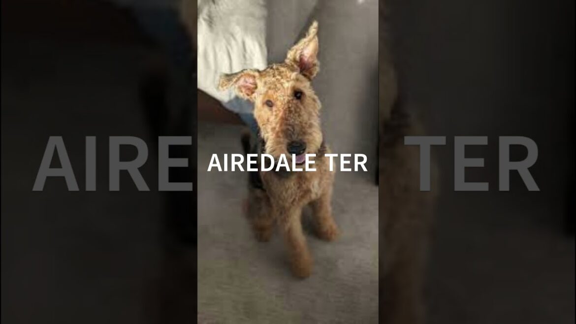 AIREDALE  TERRIER."Meet the Airedale Terrier: The King of Terriers!"