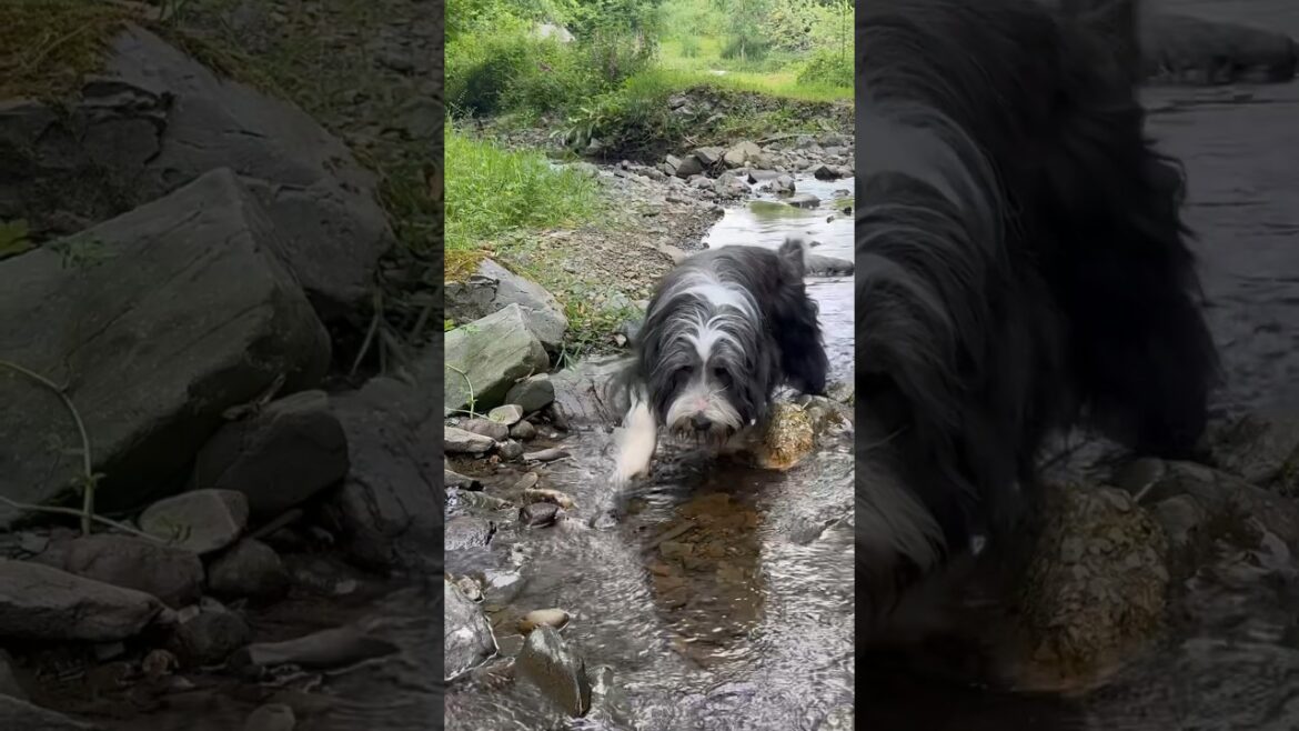 💦Is this the best way to cool down? Our dog thinks so!😀 #beardedcollie #cutedog #shorts #dogshorts