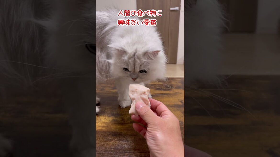 人間の食べ物に興味ない愛猫【ペルシャ】#shorts  #猫動画 #ペルシャ