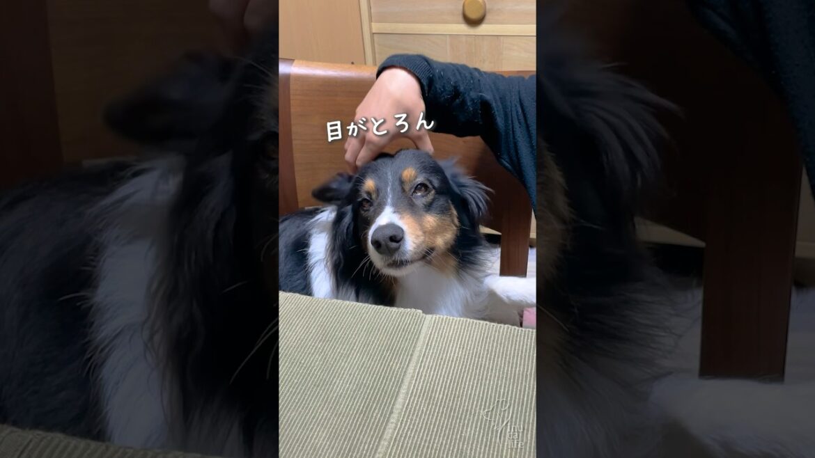 ママのマッサージで至福の表情のわんこ　#オーストラリアンシェパード #dog #犬