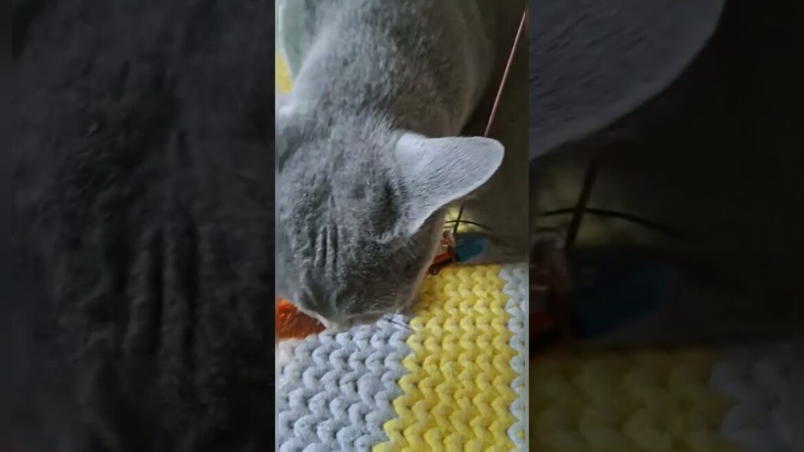 Miaou065 - shorts #86