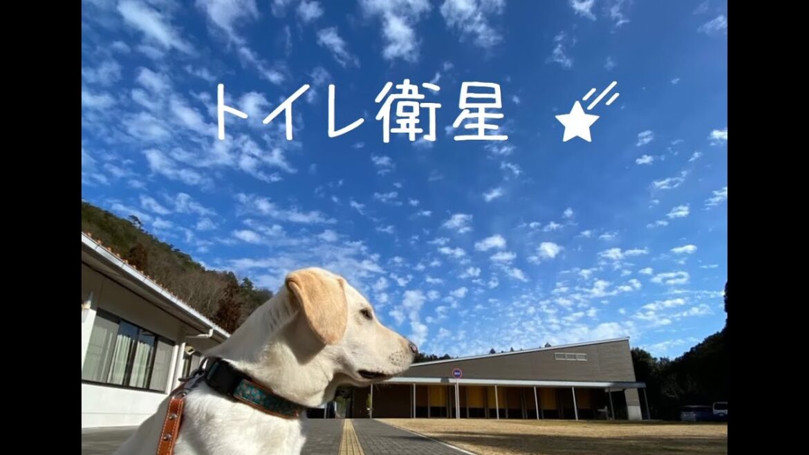 なかよくトイレする2頭のラブラドールレトリーバー（音声版あり）