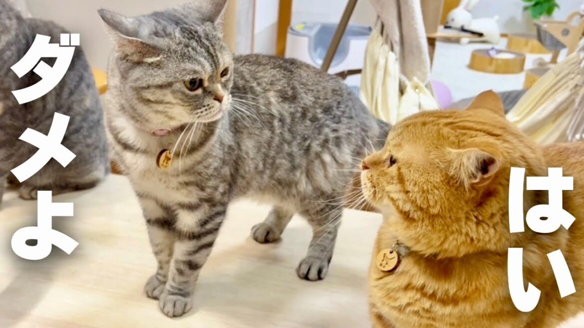 あたしが戻ってきたからにはちょっかいは... #猫 #マンチカン