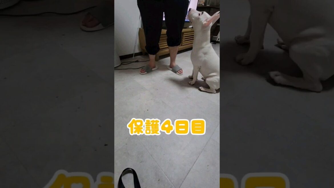 　　　　　ちょっとずつ訓練！　＃ミニチュアブルテリア　＃スタッフォードシャーブルテリア　＃保護犬
