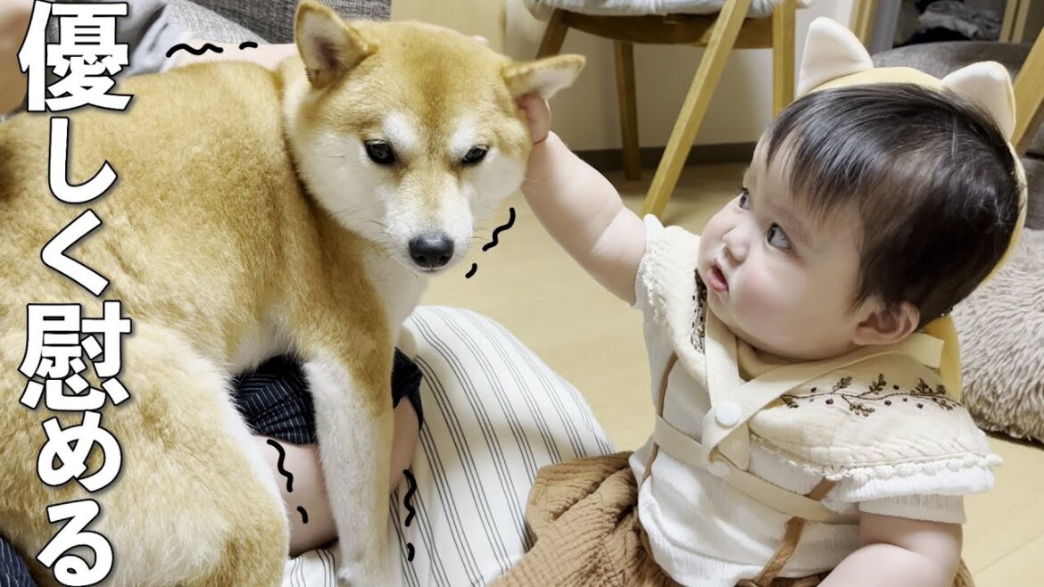 お風呂が嫌で震えてる柴犬を優しく慰める赤ちゃん