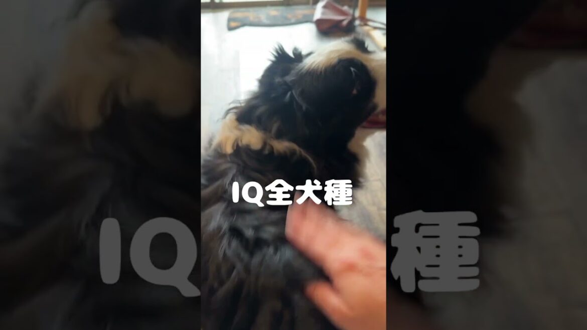犬好きのみんなが絶対知らないこと#ボーダーコリー #ボーダーコリーのまろ #犬 #かわいい犬 #ショート #dog #bordercollie #shorts