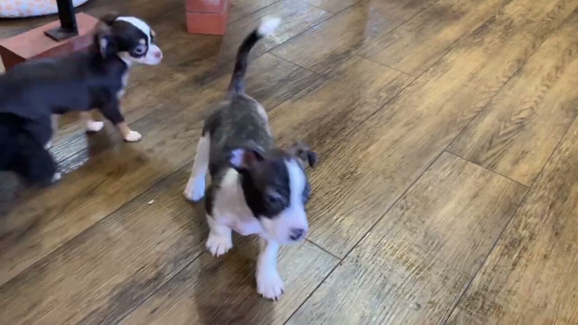 ミックス犬 ボストンテリアとジャックラッセルテリアのミックスです。 ミックス犬 ボストンテリアとジャックラッセルテリアのミックスです。