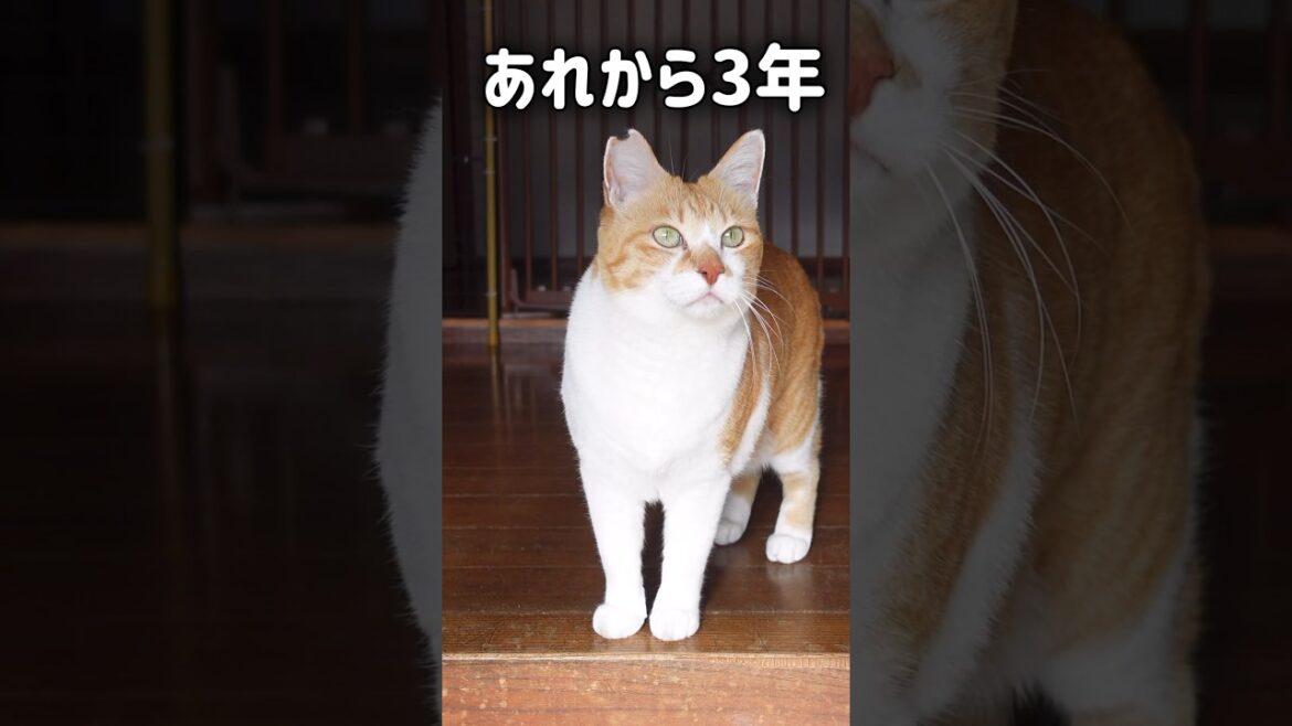 推し猫グランプリ第一位👑みんな沢山の応援ありがとう😭#元野良猫チャチャ #猫武将 #ねこ #ネコ #猫 #猫侍 #チャチャ