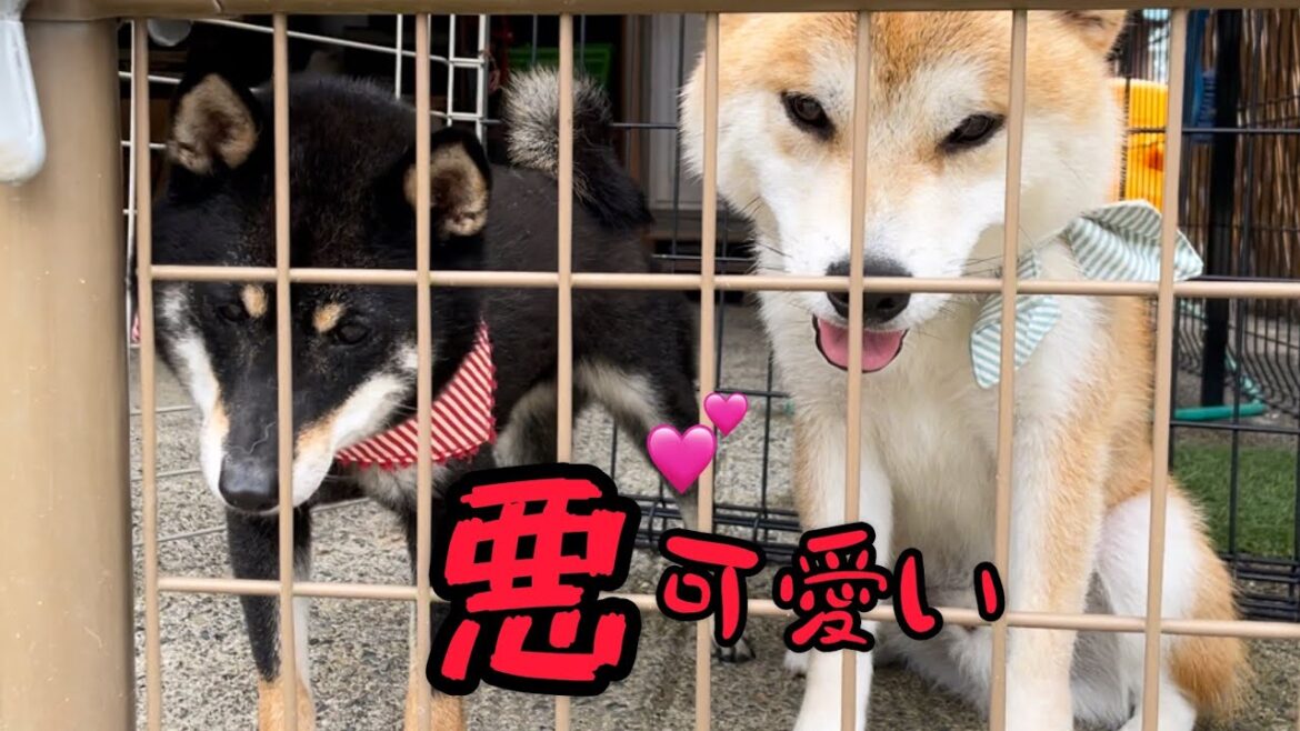 心のままに生きている小粒黒柴とデカ末っ子の柴犬コンビが悪可愛いw