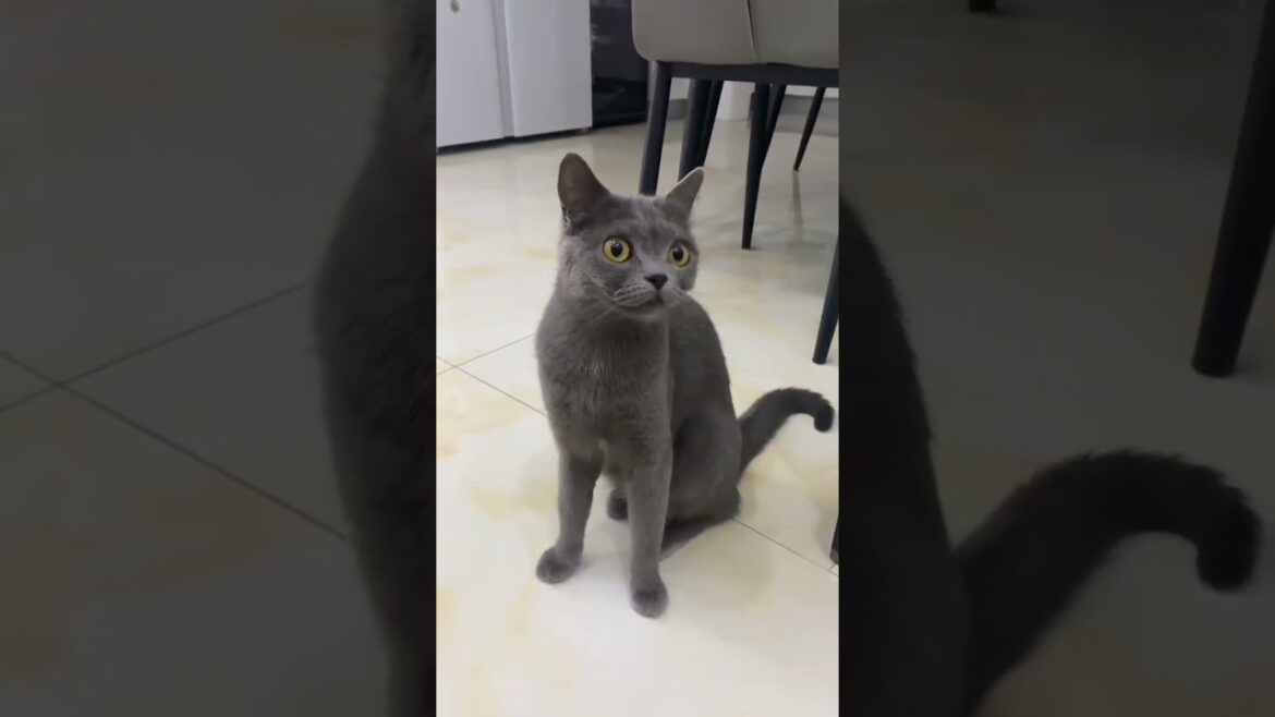 Curious Cat - 2024 cAnimals#20 #cat #cuteanimals #viral #Shorts #cAnimals