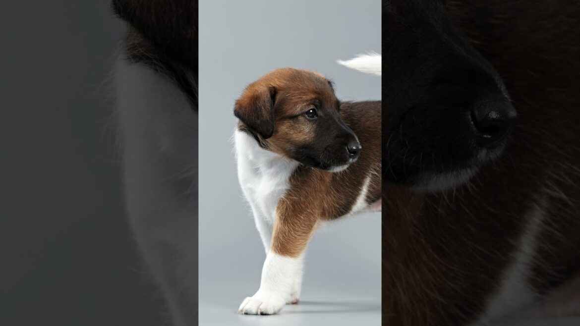 ❤️🐾Exploring the Spirited Agility of the Smooth Fox Terrier🐶💙 #Dog #Dogs #Dogfacts #Smoothfoxterrier