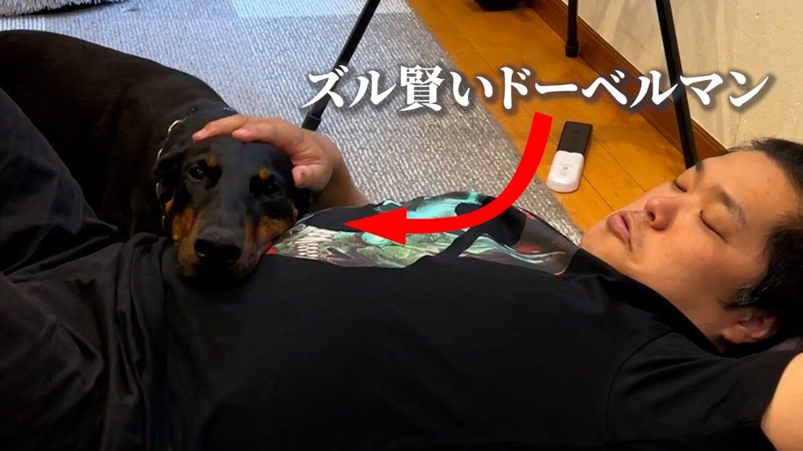 パパから方時も離れようとしないドーベルマン パパから方時も離れようとしないドーベルマン