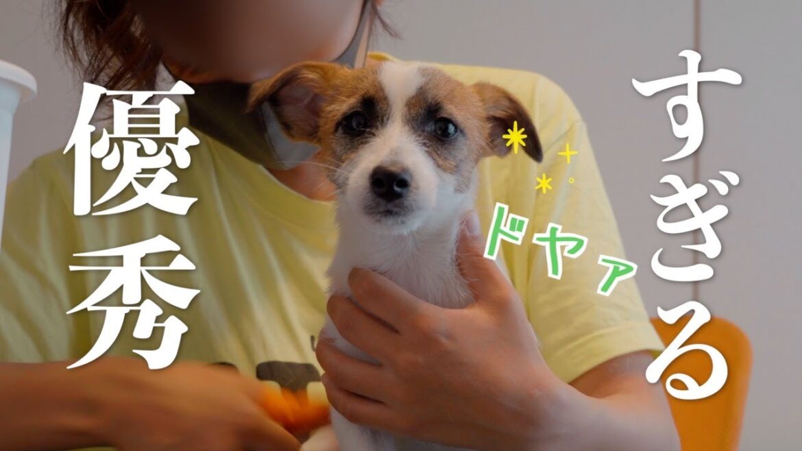 4ヶ月の子犬に初めてプラッキングをしてみたら天才でした/ジャックラッセルテリア