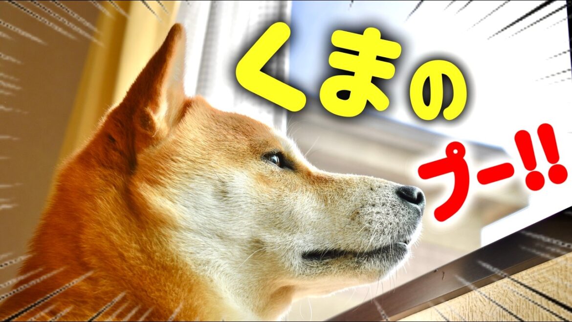 柴犬こむぎと野鳥が歌う公園で夏休みの下見をする!飼い主は尻への水分補給も忘れない 柴犬こむぎと野鳥が歌う公園で夏休みの下見をする!飼い主は尻への水分補給も忘れない