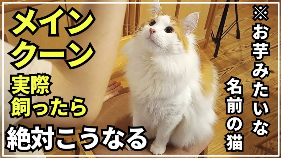 メークインじゃねぇのよ、メインクーンなのよ！