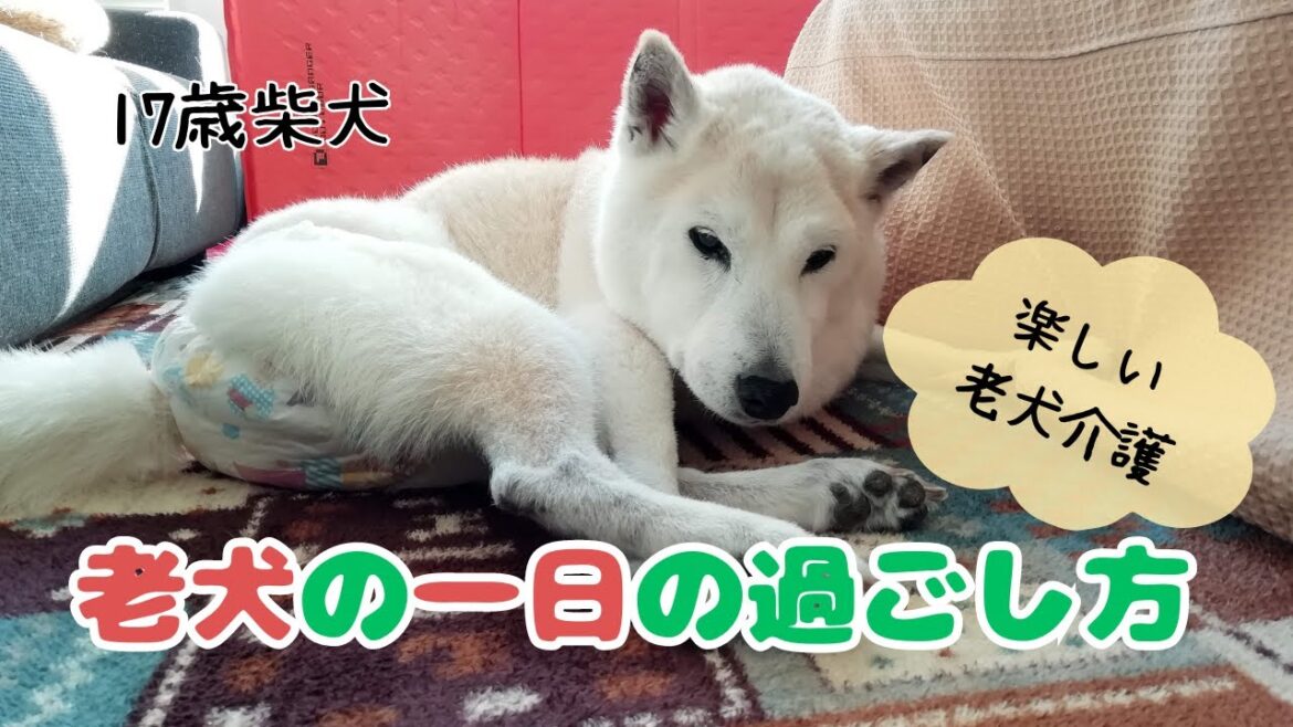 【17歳 柴犬】１日のルーティーン｜老犬さんと毎日楽しく過ごす｜わんこファーストの生活｜ペットカメラ｜老犬介護