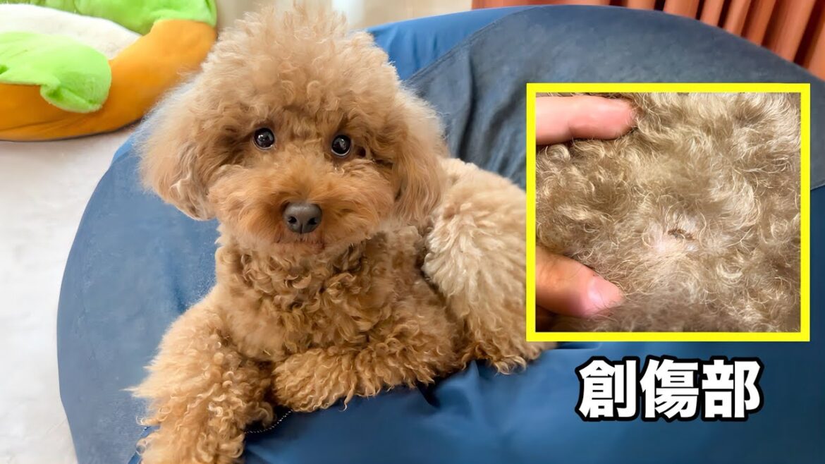 元気だけど大型犬に噛まれたところ怪我してた。。