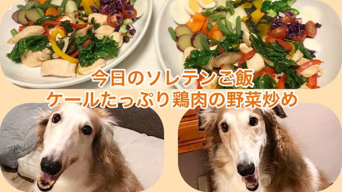 ボルゾイ　ソレイユ　テンピー　手作り犬ごはん　今日のソレテンご飯　鶏肉の野菜炒め