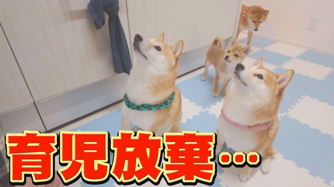 子犬の教育を、先住犬達がボイコットしました・・・