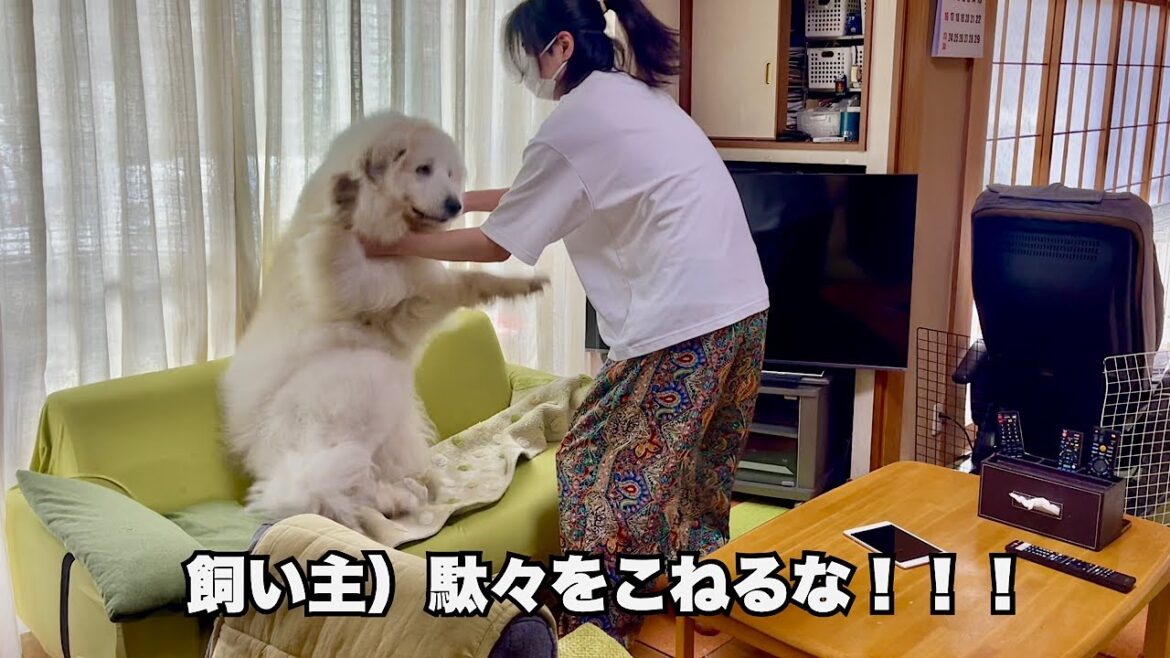 薄汚いので丸洗いしようとしたらスーパー駄々をこねる超大型犬【お外で編】