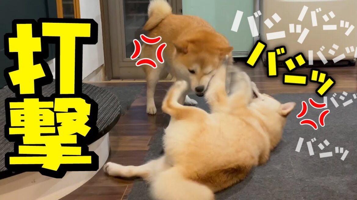 ついに姉柴犬が我慢の限界に！ブチギレる姉犬に顔面パンチで抵抗する妹柴犬…勝敗は如何に