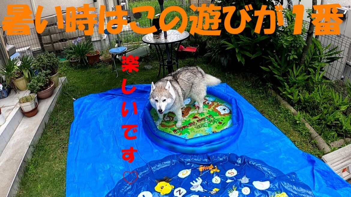 いろんなプールで遊ぶさくら　【シベリアンハスキー】