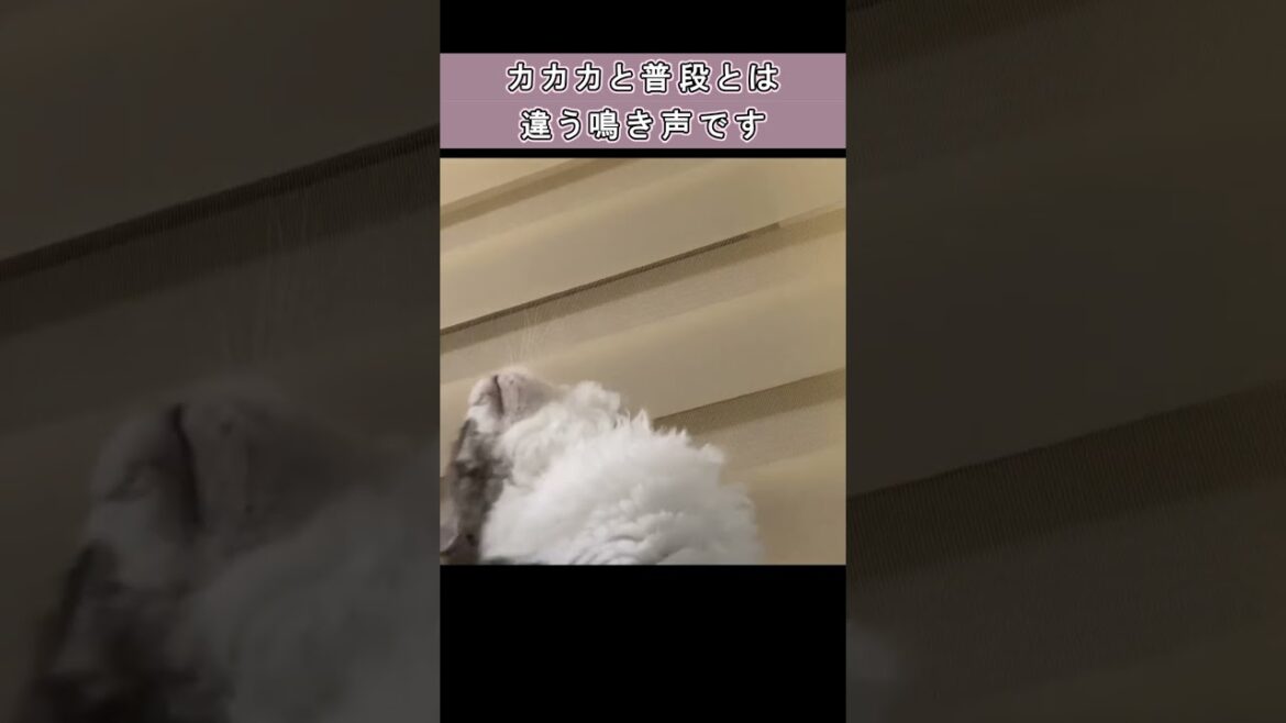 カカカッ　#shorts　#ラガマフィン