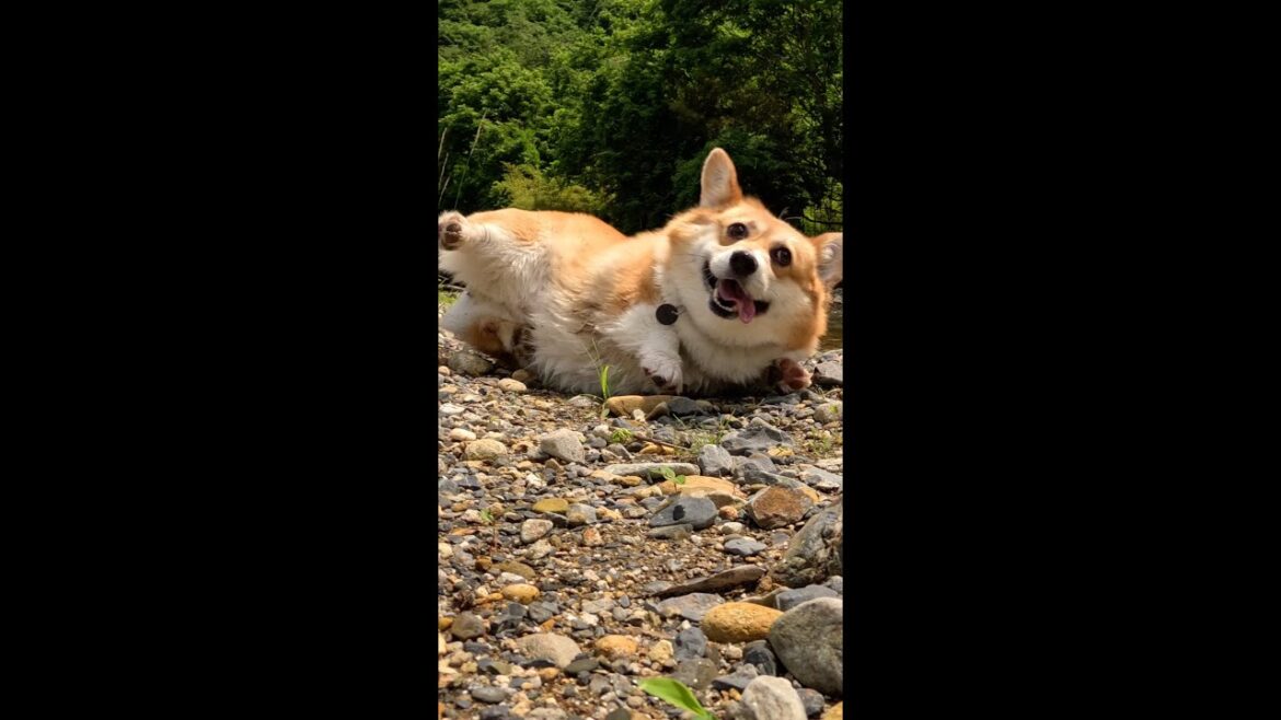 いいパフォーマンスを見せたコーギー / Corgi who showed a good performance #コーギー #corgi #サクラ