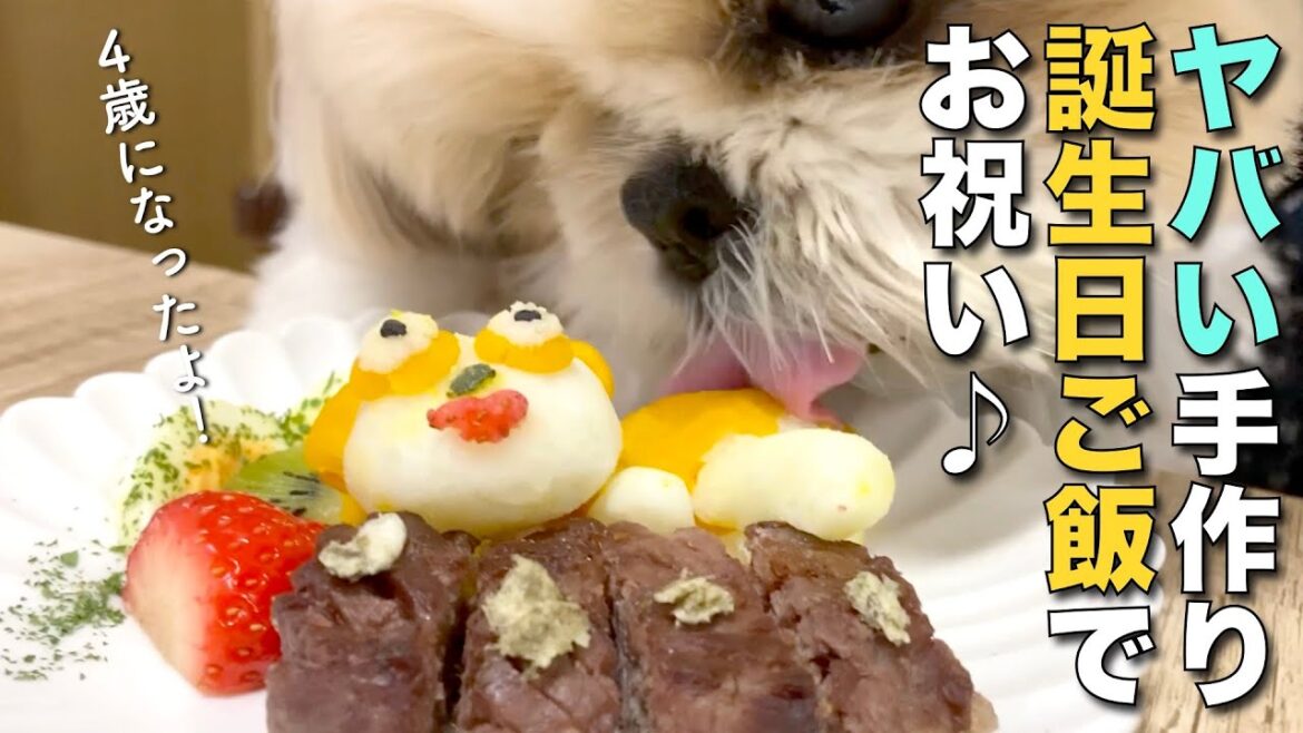 【シーズー】ヤバい誕生日ご飯でお祝い！まるちゃん4歳になりましたっ♪ www【335】