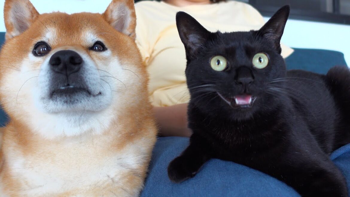 柴犬と猫に「ぎゅ」と言うと真剣な表情に！悶絶級です。。
