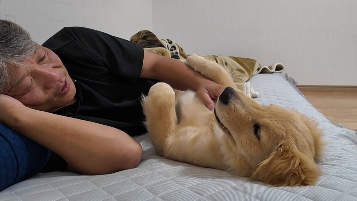 歳をとった飼い主は甘くなってしまう(笑)一緒に寝る喜びを感じて。【Golden Retriever japan】