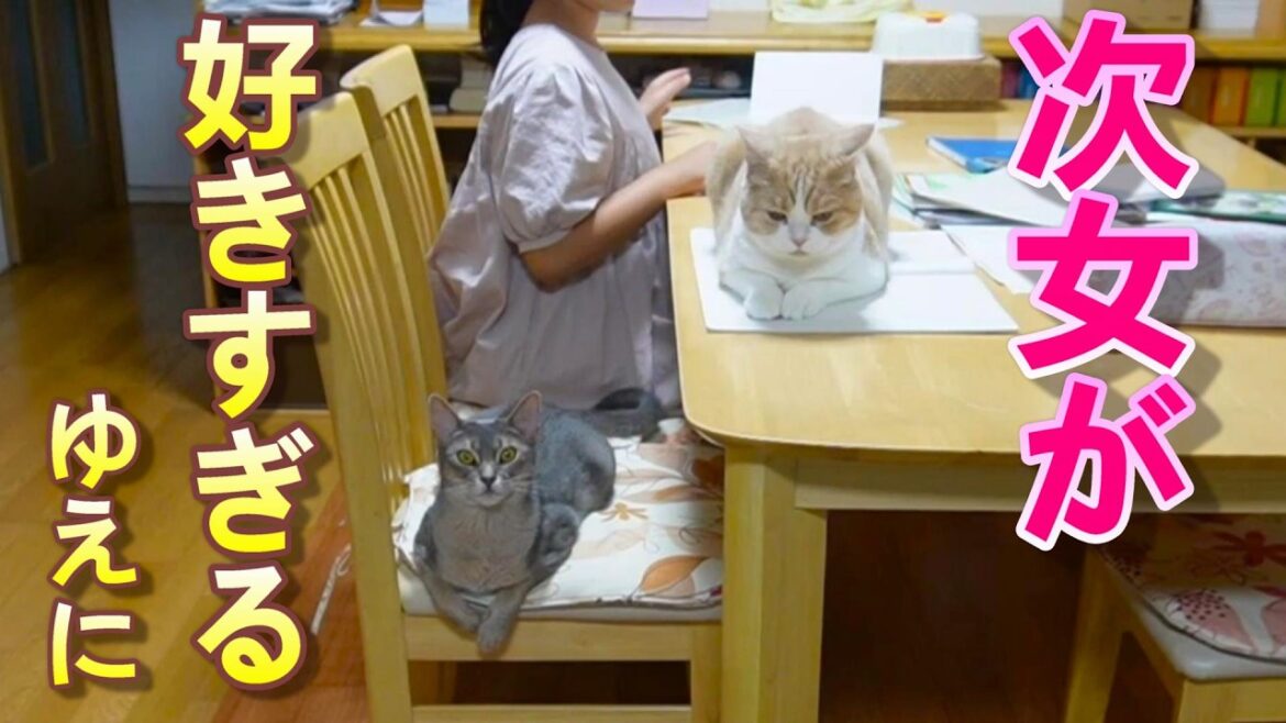 次女が好きすぎてドロボウ猫になりました【スコティッシュフォールド】【アビシニアン】 次女が好きすぎてドロボウ猫になりました【スコティッシュフォールド】【アビシニアン】