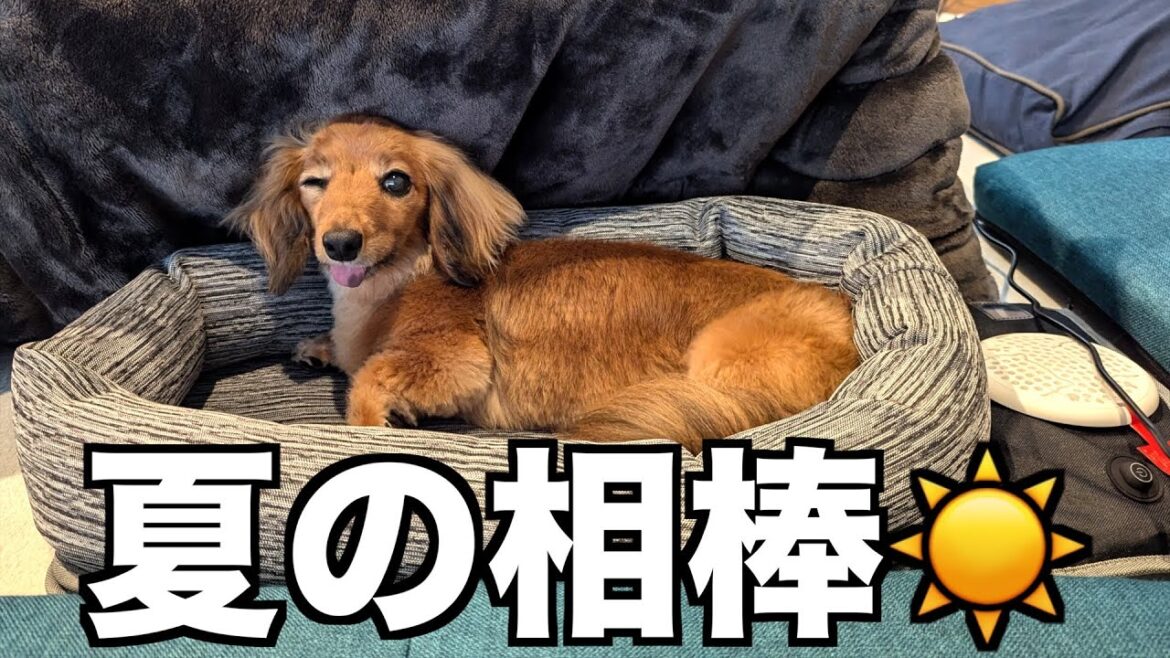 【バギーにも！】暑い夏に備えて涼しい愛犬グッズを増やしました！【カニンヘンダックスえびすの日常】