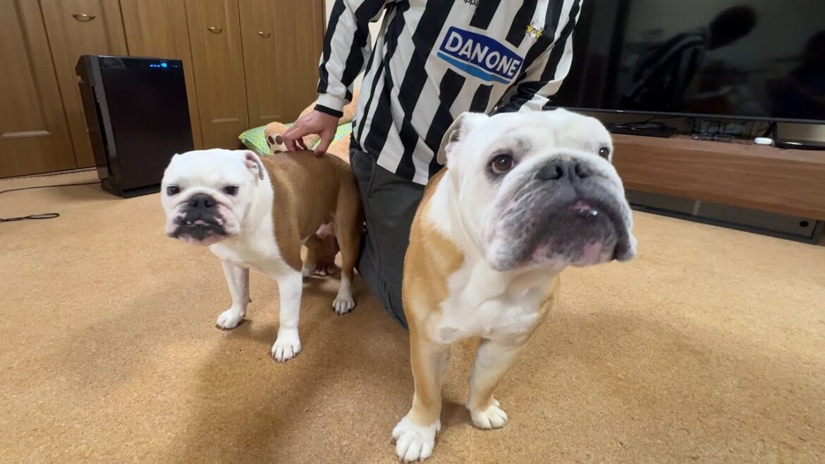 １時間のお留守番でママ＆パパが家に帰ってきた瞬間に、大歓喜するブルドッグが可愛すぎた♬