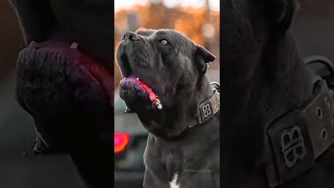 Top 5 my favourite dog🦮 breed || #shorts