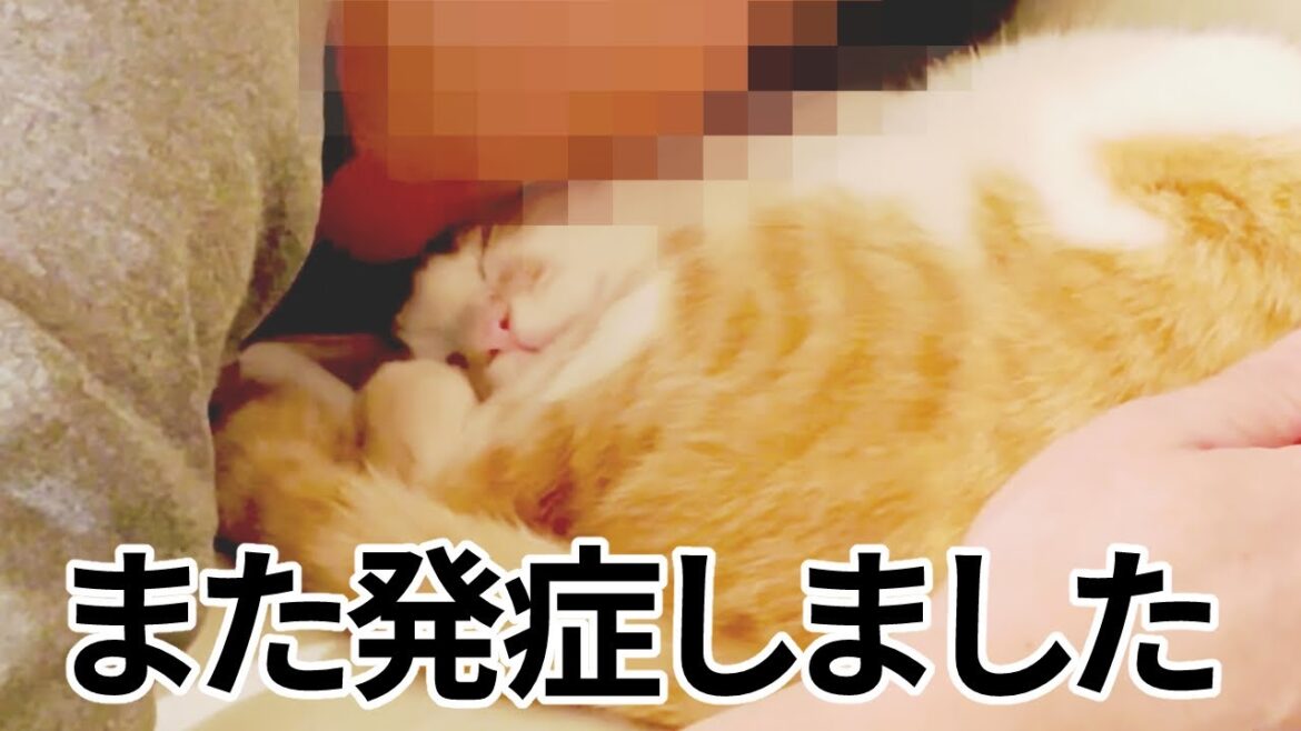 うちの猫がこんな病にかかってしまいました【猫と一緒】№717
