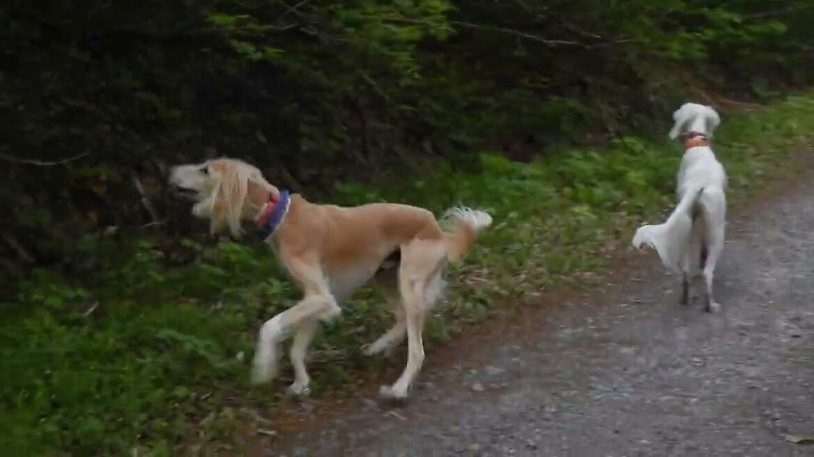 山に誘われるサルーキ達♪（Saluki）