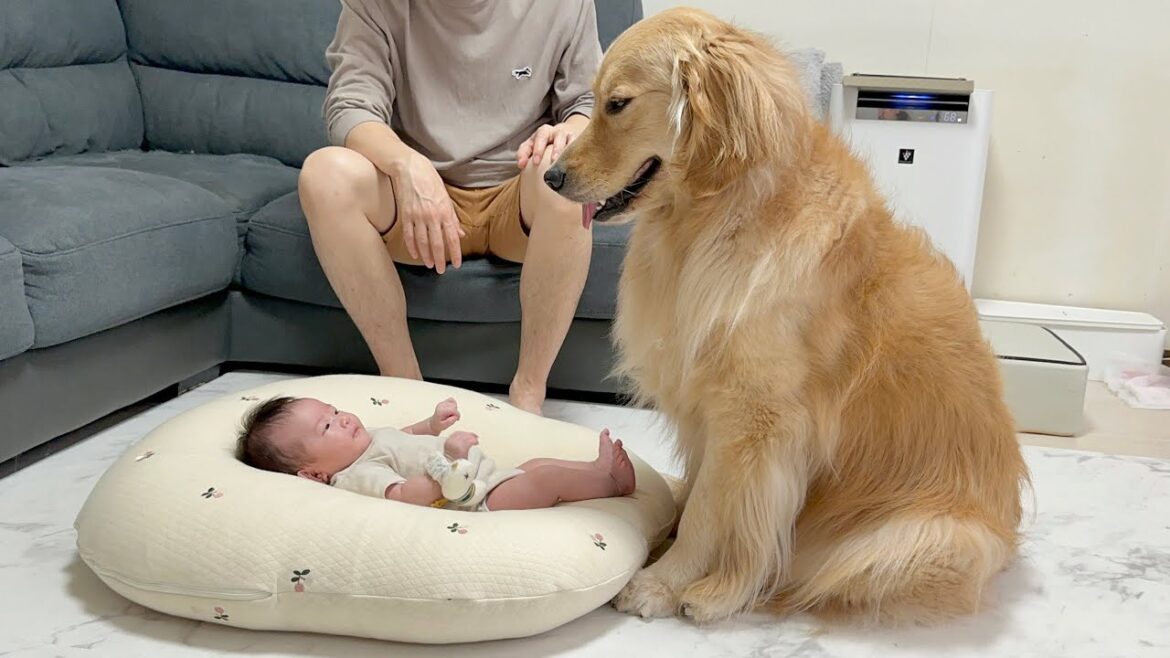 大好きなおもちゃも赤ちゃんの為なら譲ってあげるゴールデンレトリバー