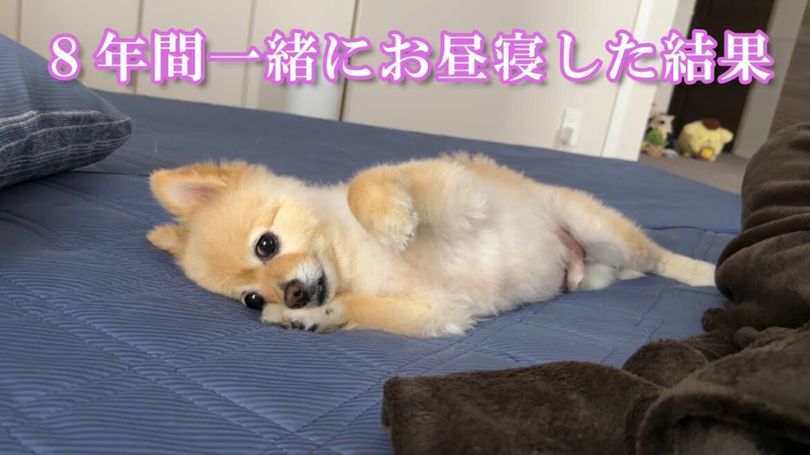 8年間甘やかした愛犬と一緒にお昼寝するとこうなります…笑【2024/06/30】