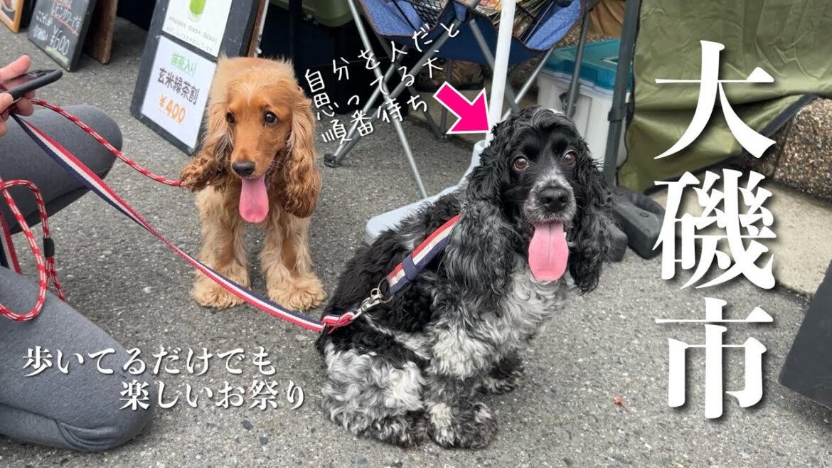 【お散歩スポット巡り#33】大磯市（おおいそいち）　イングリッシュコッカースパニエル「みみ」 の気持ち